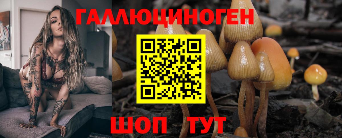 Брянск  Галлюциногенные грибы прущие грибы  Вход с VPN 